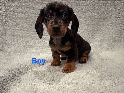 Miniature Dachshund Puppies