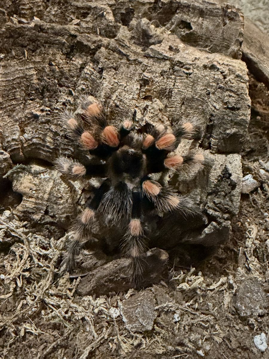 Main image 3