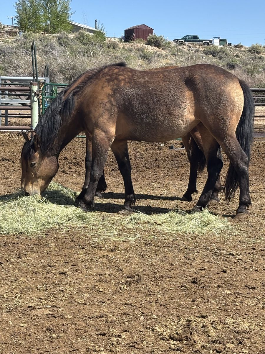 3 year old quarter horse/morgan cross filly