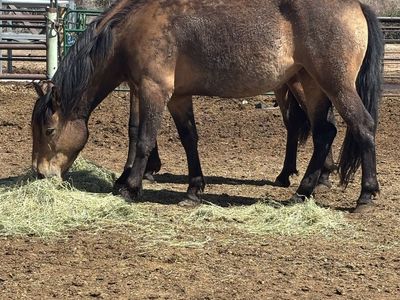 3 year old quarter horse/morgan cross filly
