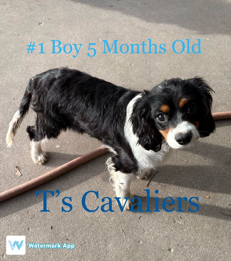 Neutered AKC Cavalier King Charles Spaniel