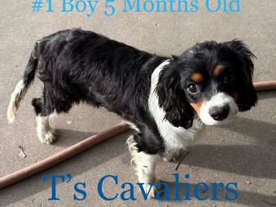 Neutered AKC Cavalier King Charles Spaniel