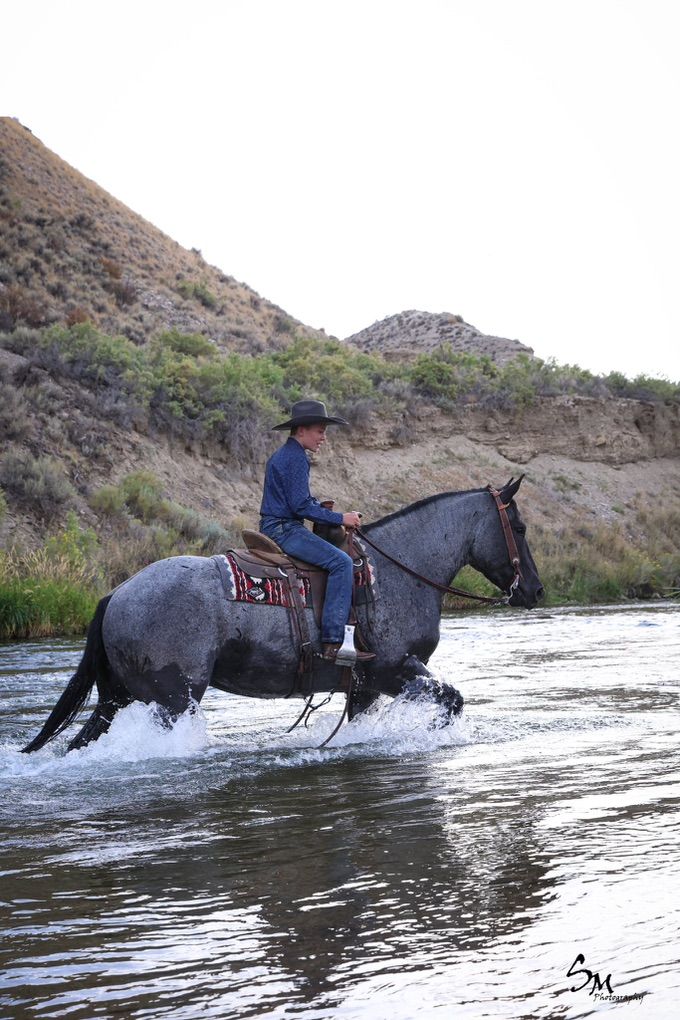 4 Year Old Blue Roan Draft Cross