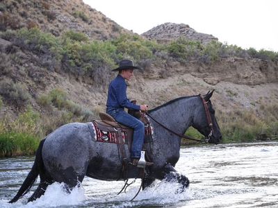 4 Year Old Blue Roan Draft Cross