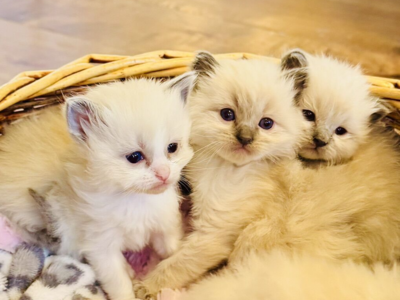 SALE: Floppy/Fluffy SWEET Ragdoll kittens (STAY smaller)--SUPER SWEET/AFFECTIONATE-- shed less/less allergenic!