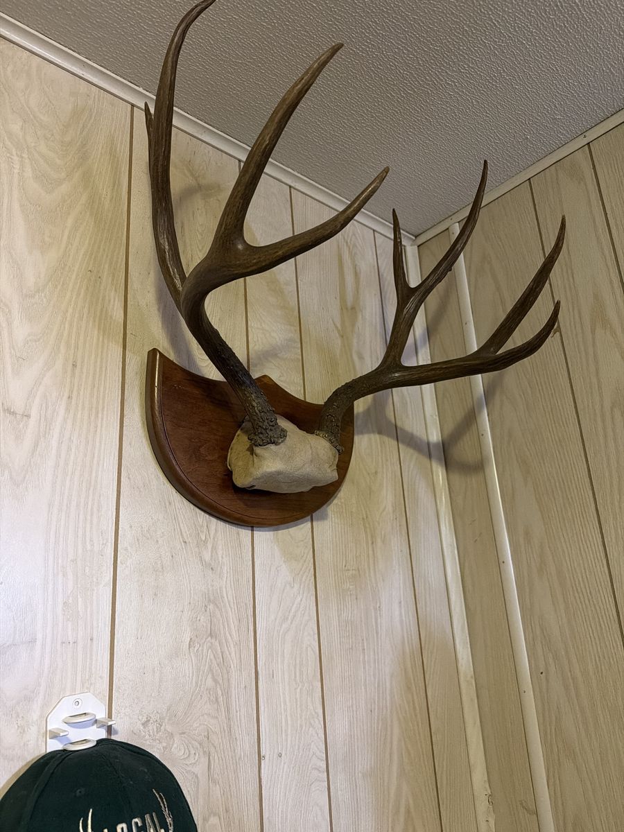 OBO Mule Deer Antler Mount - Two 4-Point Buck Racks on Wood Plaque - Taxidermy Decor