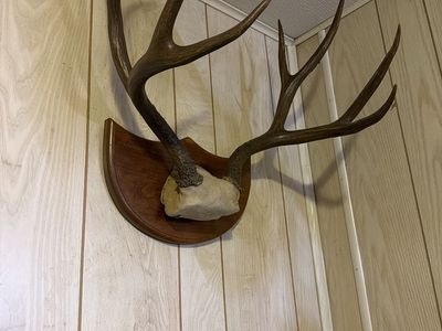OBO Mule Deer Antler Mount - Two 4-Point Buck Racks on Wood Plaque - Taxidermy Decor