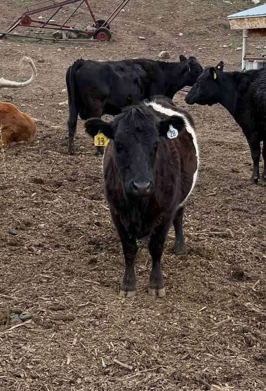 Wagyu Bull and Galloway/Wagyu Cows