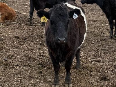 Wagyu Bull and Galloway/Wagyu Cows