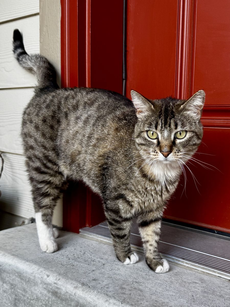 My name is Boo! Spotted Tabby