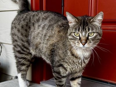 My name is Boo! Spotted Tabby