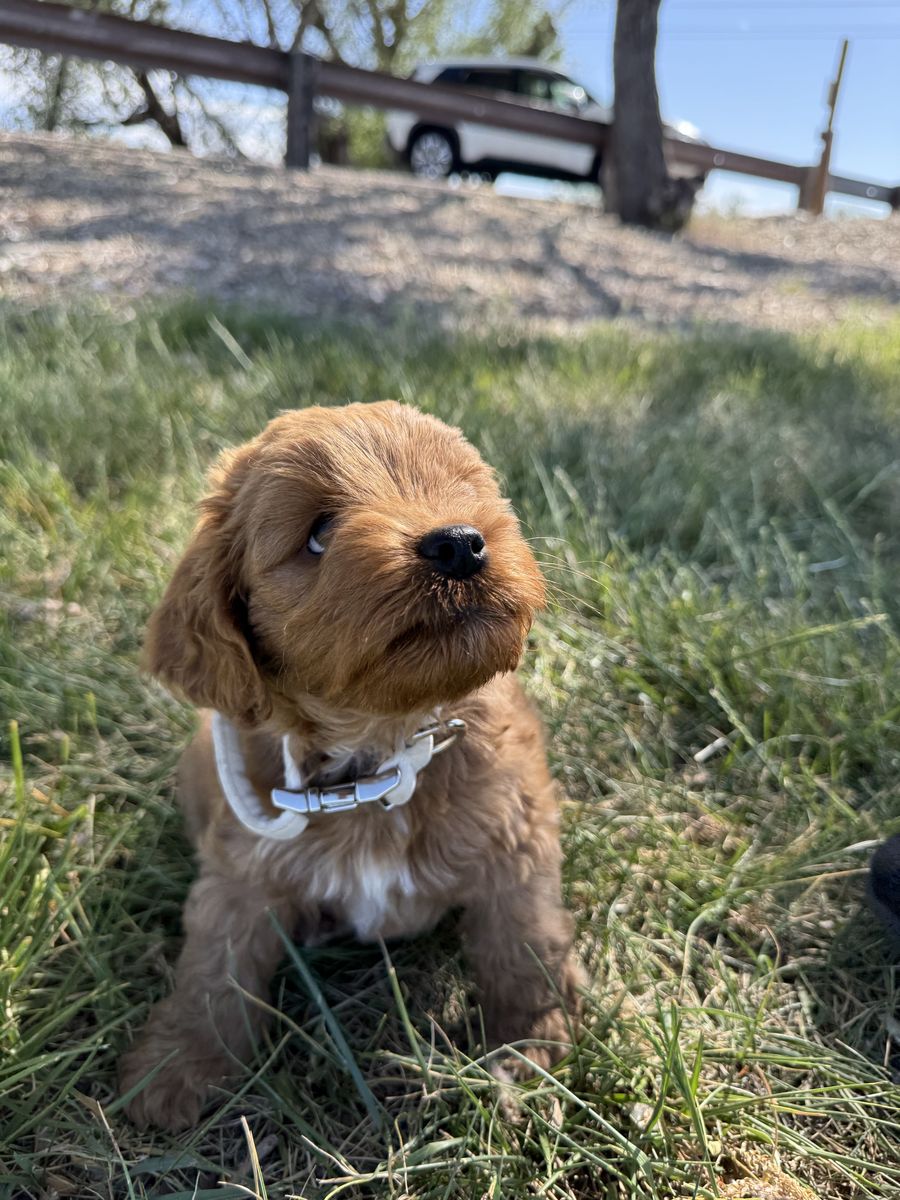 Adorable F1B Cavapoo Puppy Looking for His Forever Home