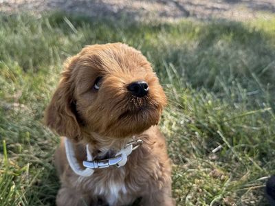 Adorable F1B Cavapoo Puppy Looking for His Forever Home