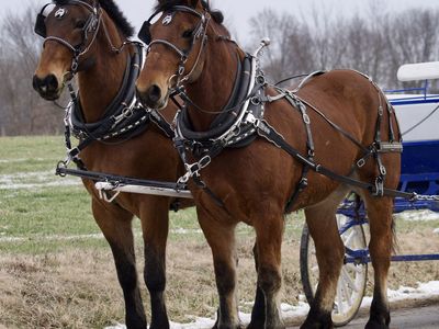 Batman & Robin – Percheron Belgian Draft Horse Gelding Team for Sale