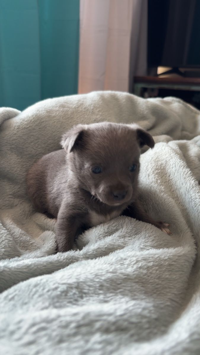 Adorable Blue/Grey Chihuahua Puppies
