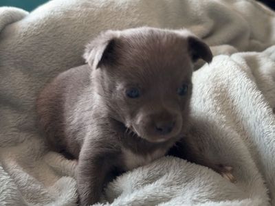 Adorable Blue/Grey Chihuahua Puppies