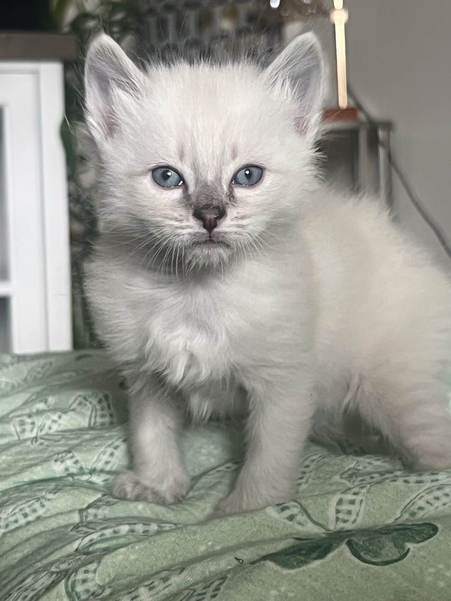Siberian Hypoallergenic Purebred Kittens for Sale