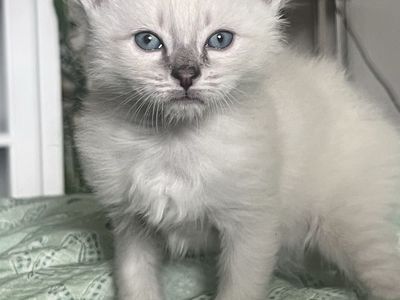 Siberian Hypoallergenic Purebred Kittens for Sale