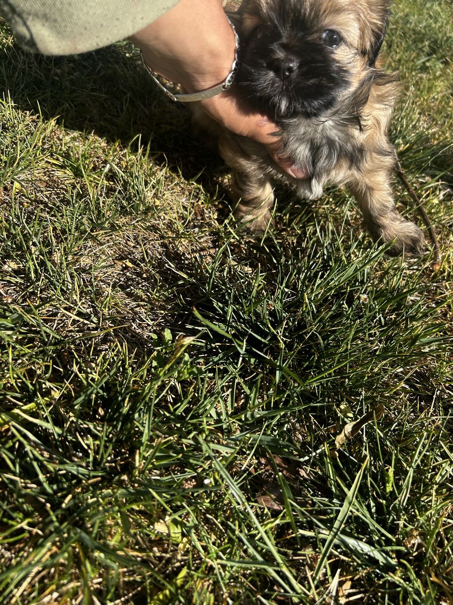 2/5 month old shih tsu