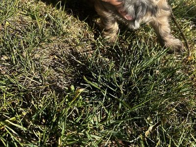 2/5 month old shih tsu