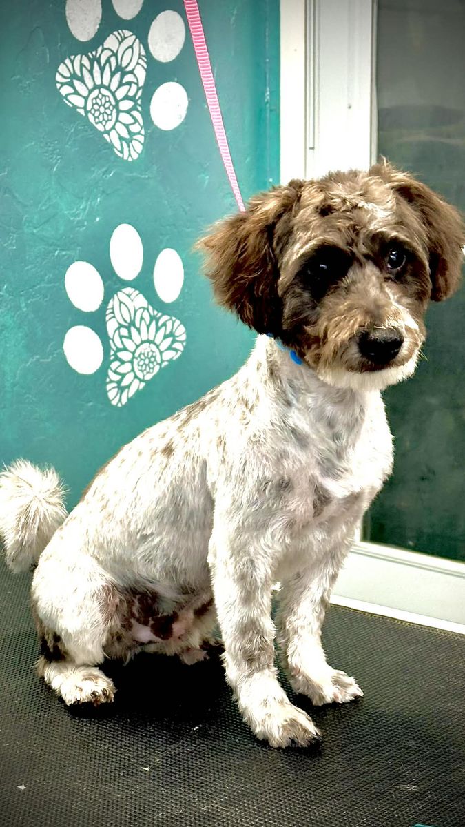 Mini Doodle Mix up for adoption