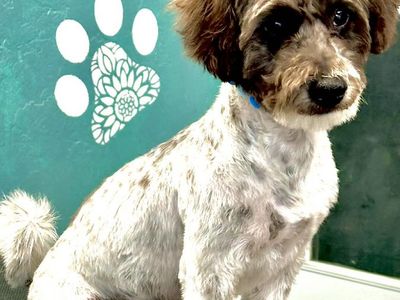 Mini Doodle Mix up for adoption