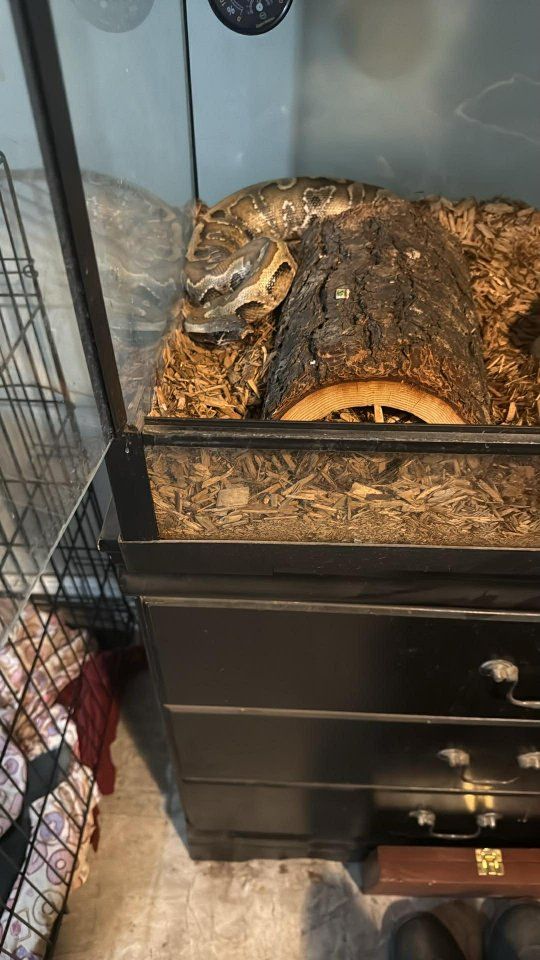 sub adult blood python open to trades