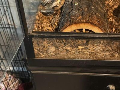 sub adult blood python open to trades