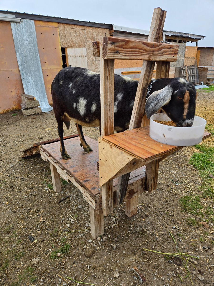 3 year old Nubian milk doe