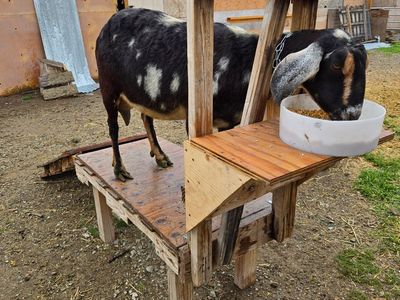 3 year old Nubian milk doe