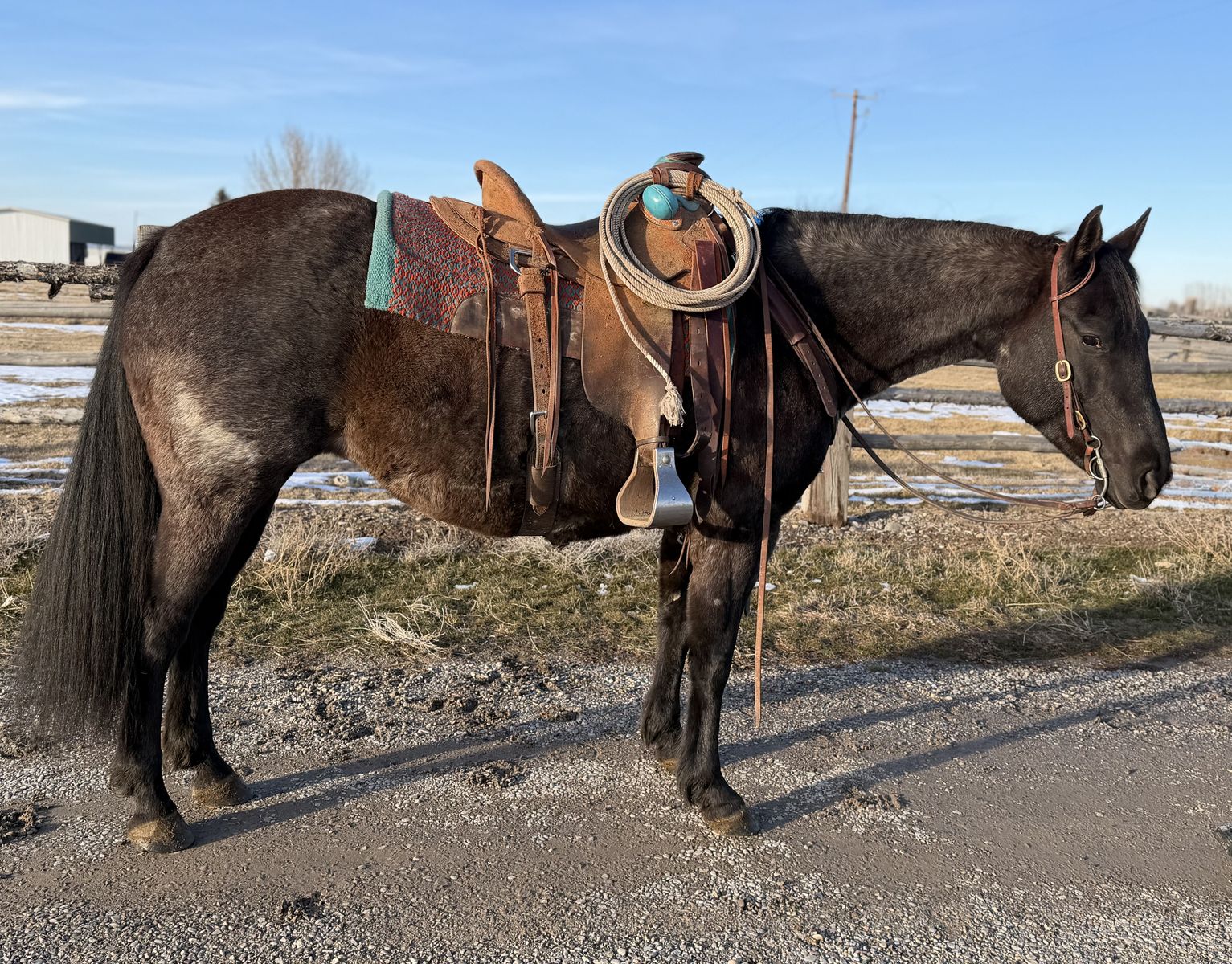 10 year old Blue roan mare