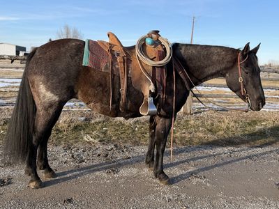 10 year old Blue roan mare