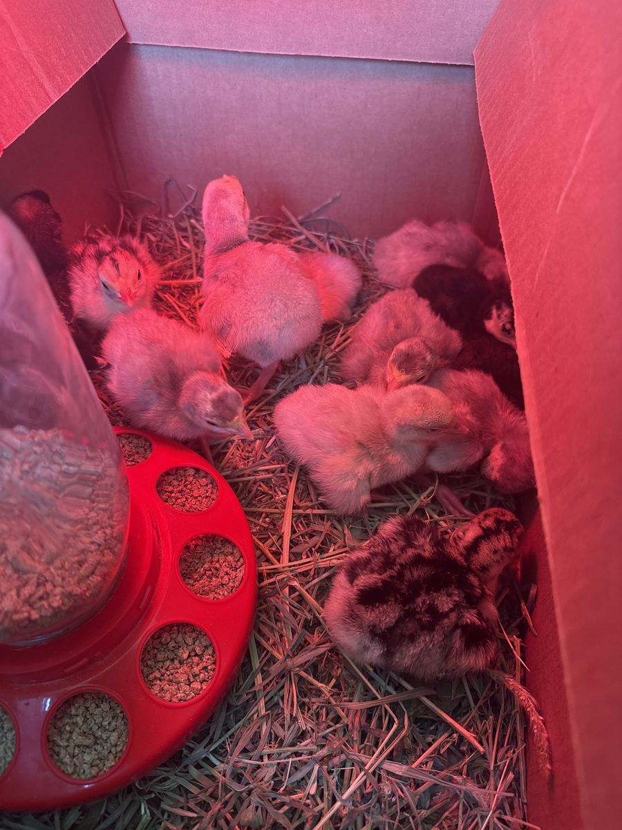 Heritage Turkey poults and turkey hatching eggs