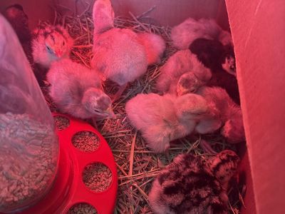 Heritage Turkey poults and turkey hatching eggs