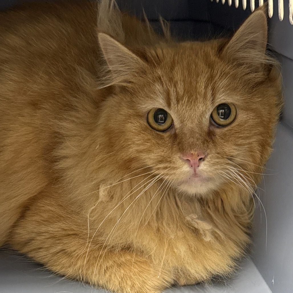 Hello my name is Philadelphia