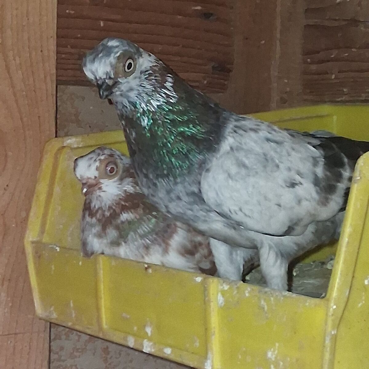 Budapest Short-faced Tumbler