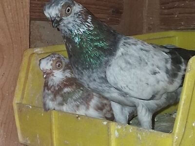 Budapest Short-faced Tumbler