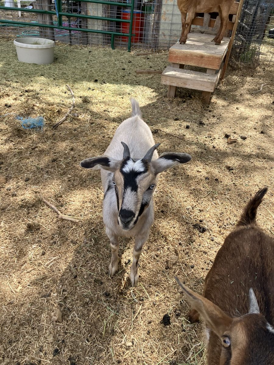 Blue eyed female Nubian