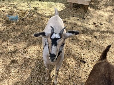 Blue eyed female Nubian