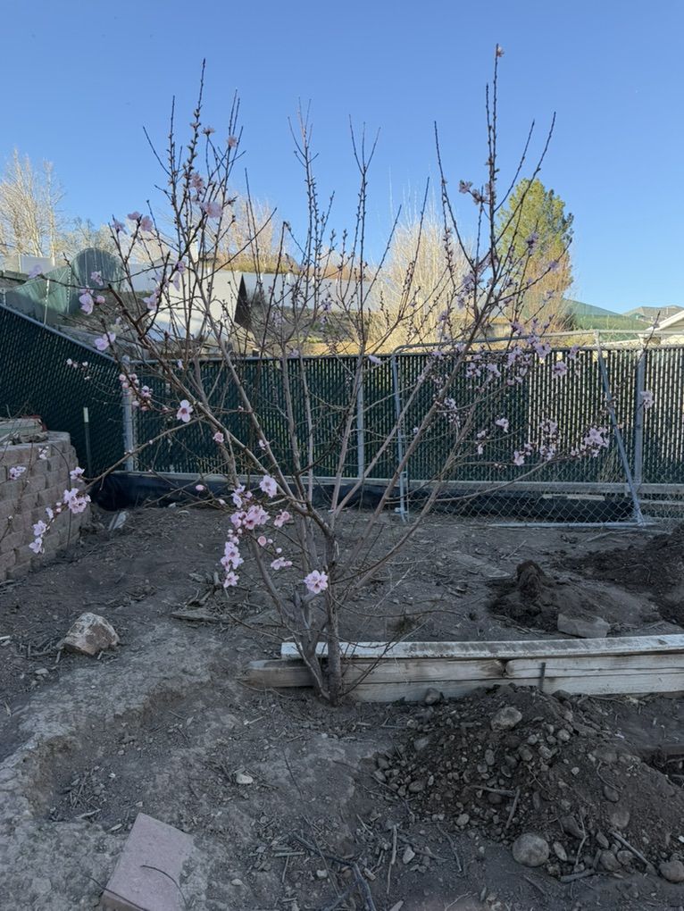 Peach Tree