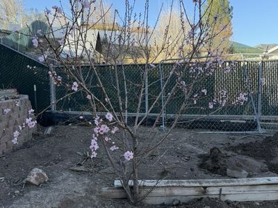 Peach Tree
