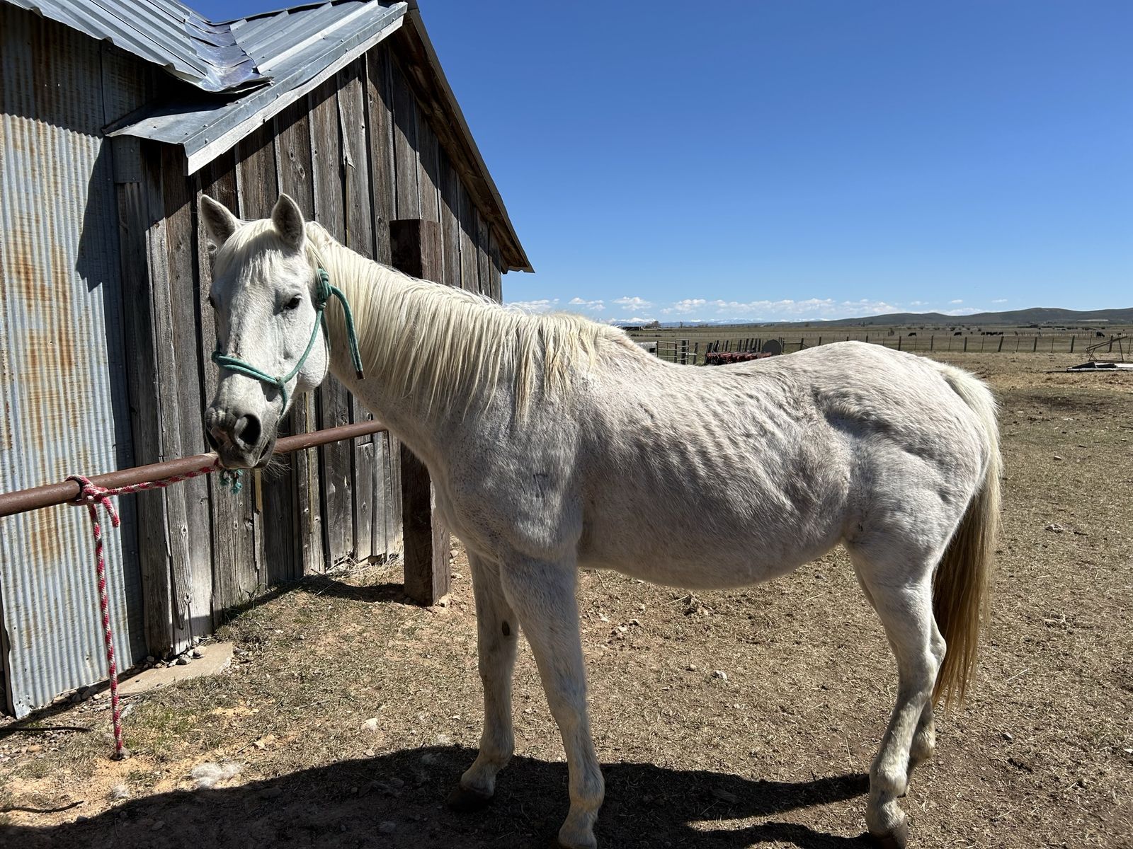 20 Yr Old Papered Mare