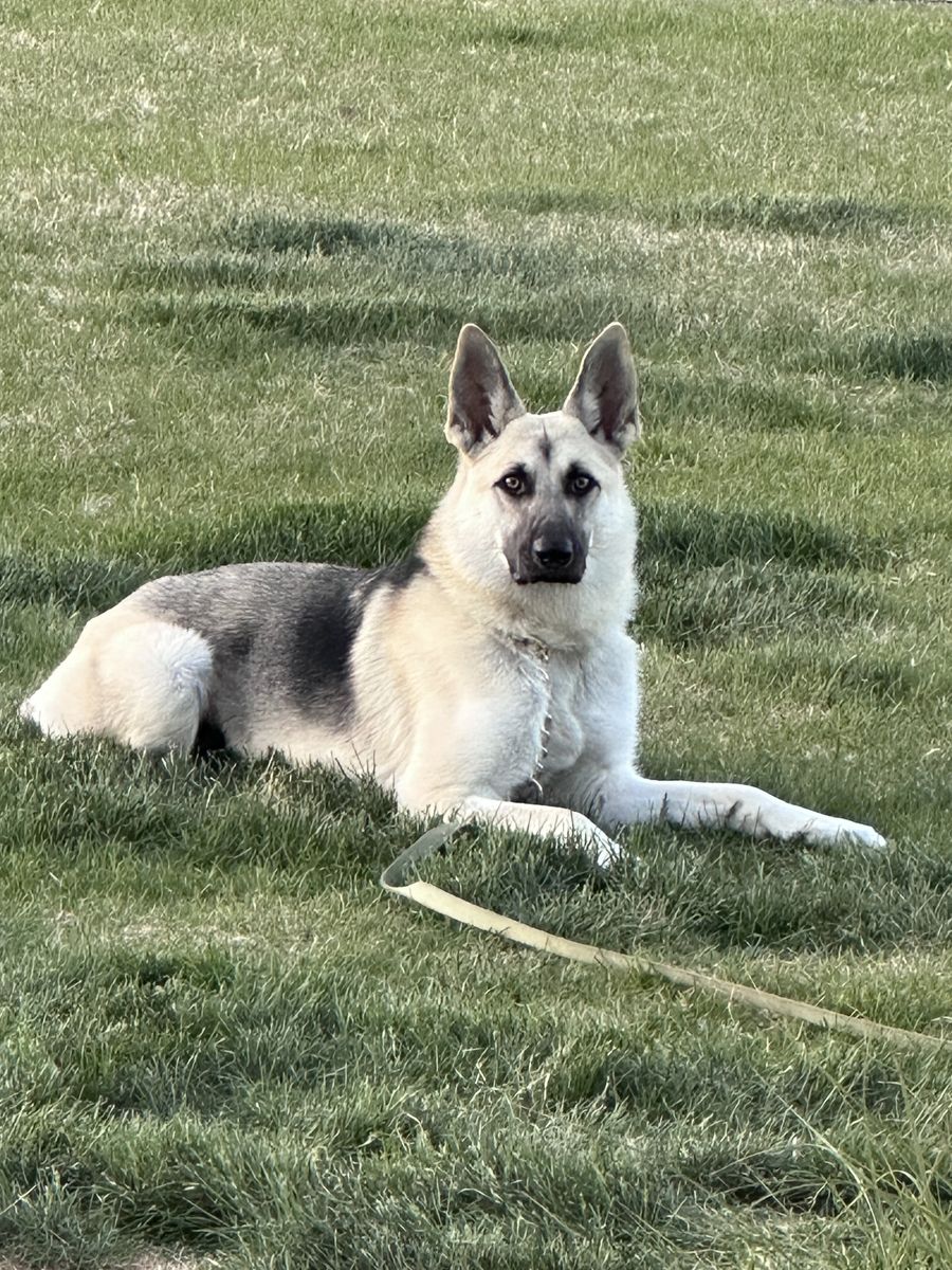 German shepherd 