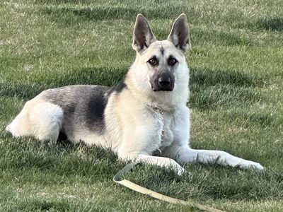 German shepherd