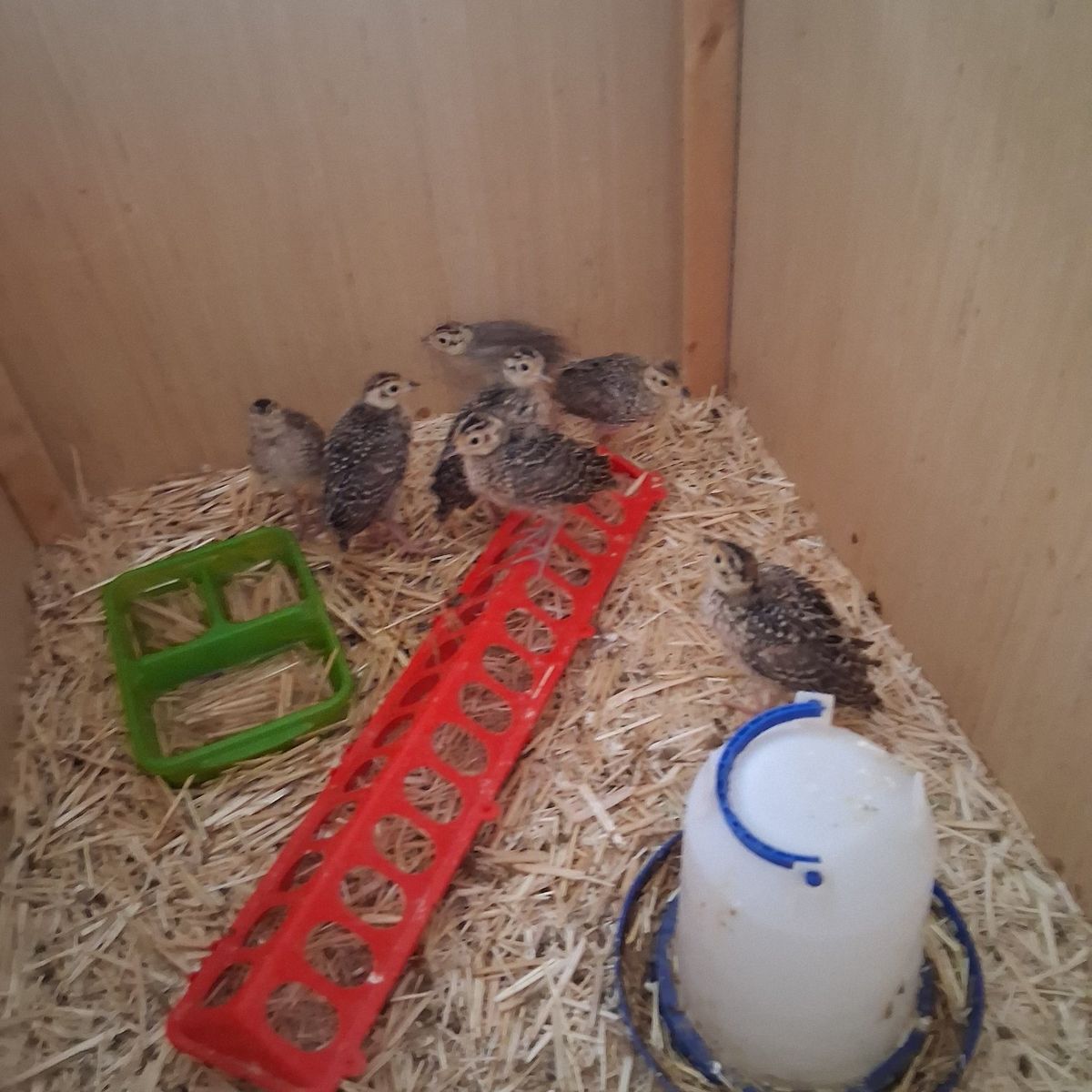 ring neck pheasants