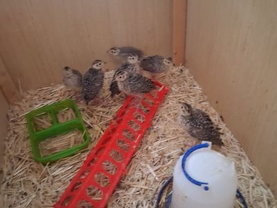 ring neck pheasants