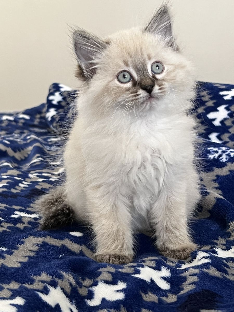 Beautiful Ragdoll Kittens