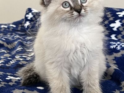Beautiful Ragdoll Kittens