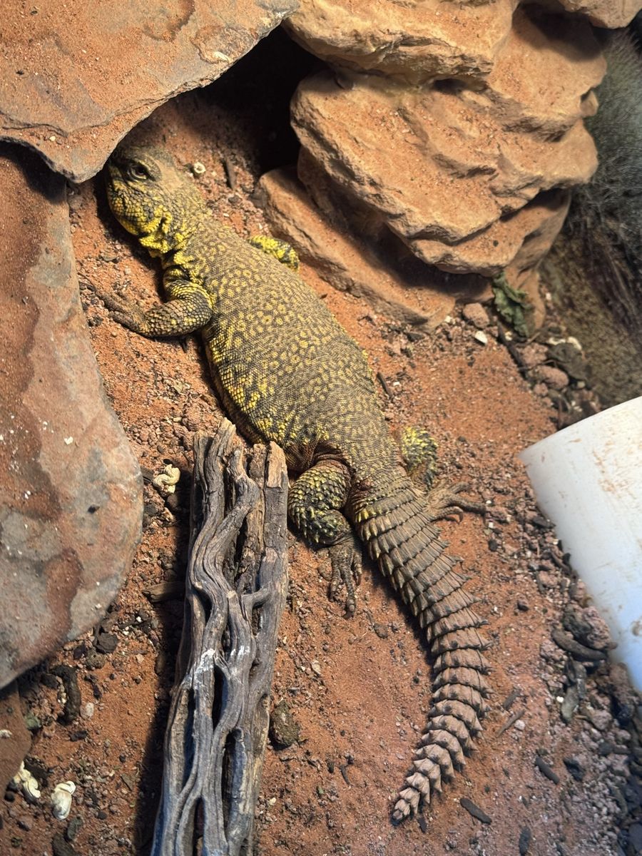Yellow Belly Uromastyx