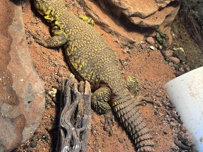 Yellow Belly Uromastyx